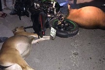 Bò thả rông liên tiếp gây tai nạn, không ai dám nhận là chủ bò