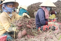 Thương lái tung tin đồn đóng cửa khẩu để hạ giá nông sản