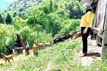 Ban hành nhiều chính sách hỗ trợ, ưu tiên tại các huyện miền núi nghèo tỉnh Quảng Nam