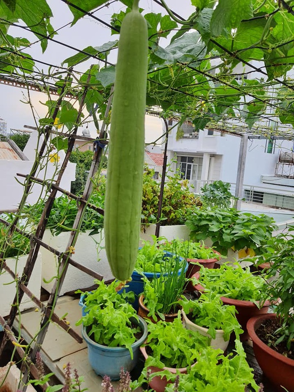 Khu vườn trên cao xanh tốt, vui tuổi già của những người phụ nữ Việt U70 - 7 Khu vườn trên cao xanh tốt, vui tuổi già của những người phụ nữ Việt U70 - 7