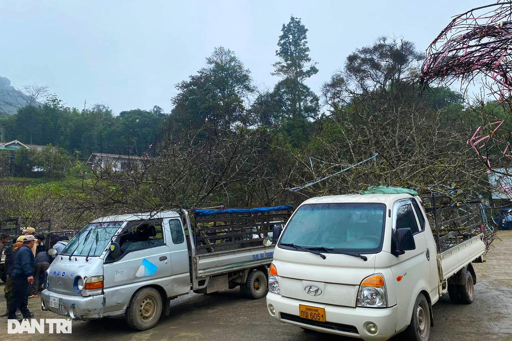 Thương lái Việt vượt hơn 400km săn đào đá độc lạ ở Lào bán Tết - 5 Thương lái Việt vượt hơn 400km săn đào đá độc lạ ở Lào bán Tết - 5