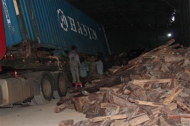 Bắt quả tang trộn gỗ quý vào ngô để qua cửa khẩu