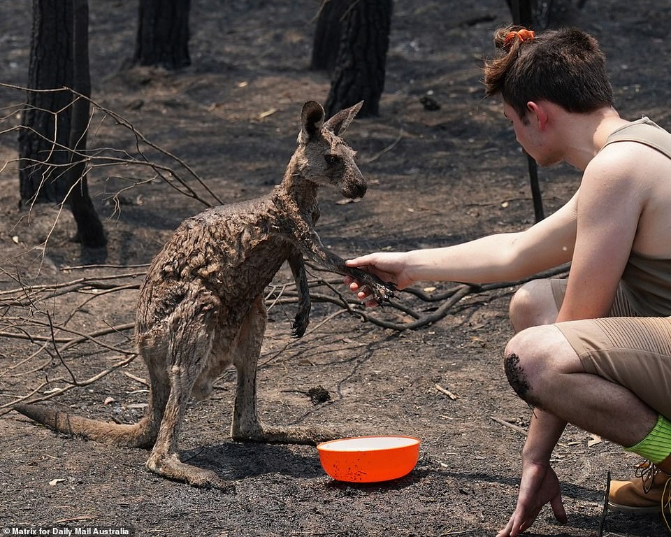 400 triệu động vật bị thiêu hủy, Australia “gồng mình” chiến đấu với cháy rừng - 5 400 triệu động vật bị thiêu hủy, Australia “gồng mình” chiến đấu với cháy rừng - 5