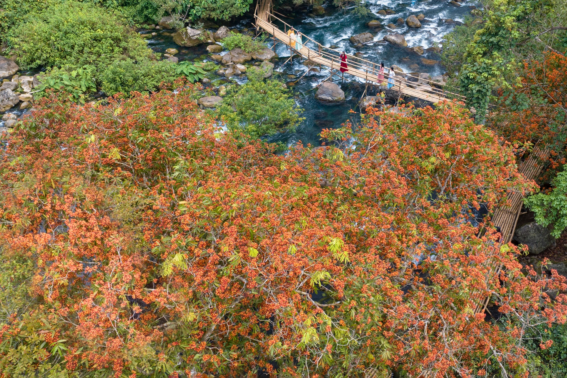 Mê mẩn với sắc vàng anh đỏ rực giữa di sản Phong Nha - Kẻ Bàng - 6
