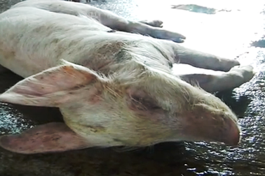 Tịch thu, tiêu hủy gần nửa tấn heo chết