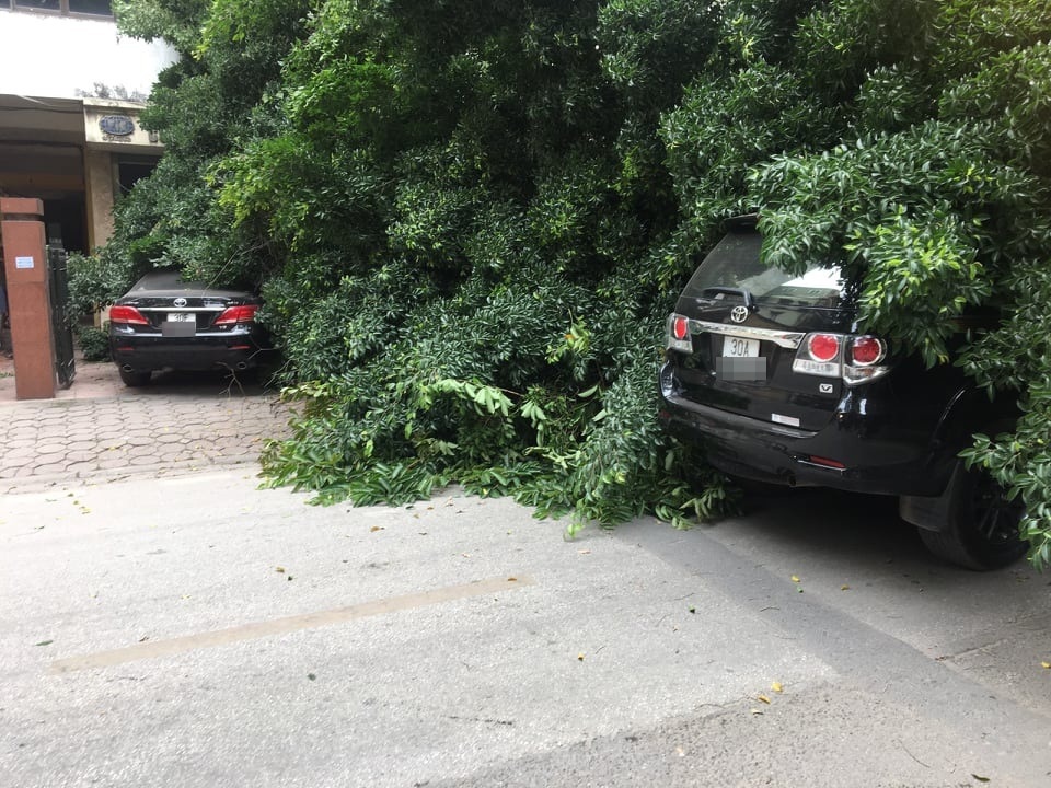 Xà cừ cổ thụ đổ đè 2 ô tô, chắn ngang phố Hà Nội - 1