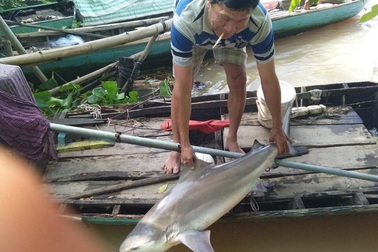 Người dân Đồng Tháp bắt được cá lạ, nghi cá mập