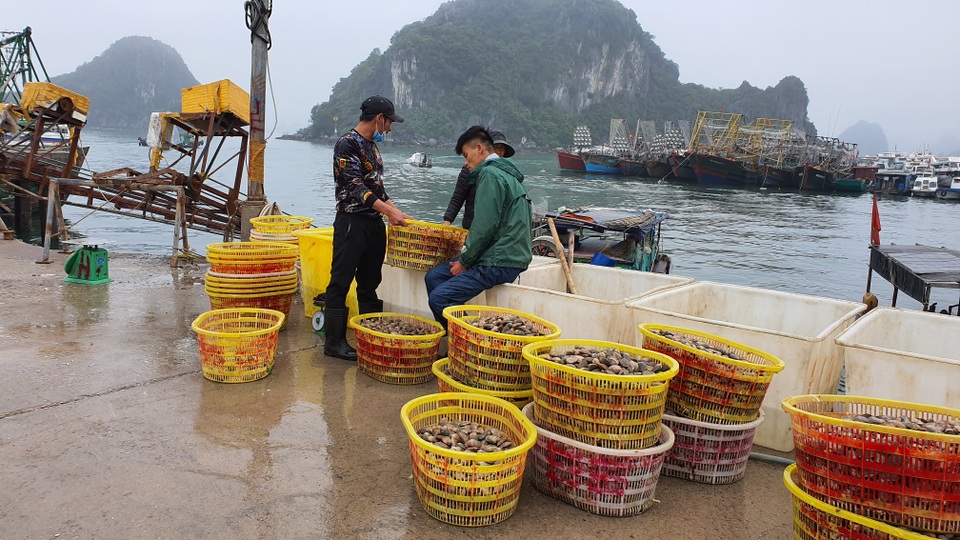 Mục sở thị chợ cá nổi tiếng ở Cái Rồng, Vân Đồn sau bão Covid-19 - 8 Mục sở thị chợ cá nổi tiếng ở Cái Rồng, Vân Đồn sau bão Covid-19 - 8