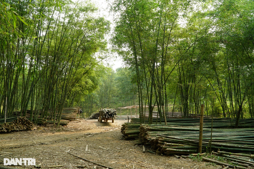 Nuôi con ăn học, xây nhà nhờ cây được mệnh danh là vàng xanh - 7 Nuôi con ăn học, xây nhà nhờ cây được mệnh danh là vàng xanh - 7