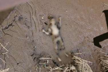 Phát hiện bộ xương người trên bãi nổi sông Hồng