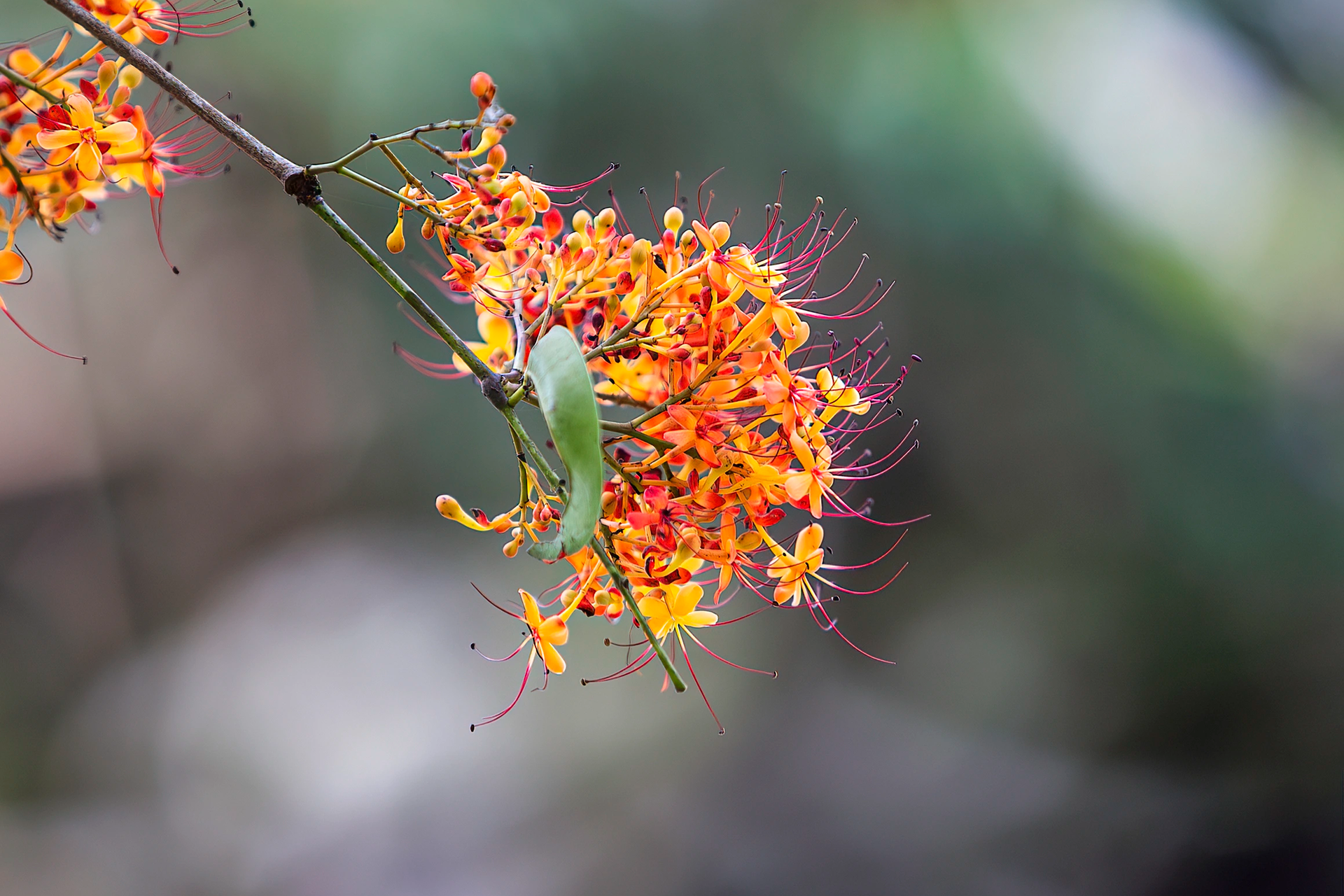 Mê mẩn với sắc vàng anh đỏ rực giữa di sản Phong Nha - Kẻ Bàng - 7