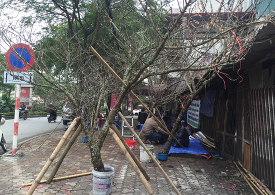 Đào rừng có vài cái hoa mà chặt cả cây về chơi Tết rất lãng phí - 1 Đào rừng có vài cái hoa mà chặt cả cây về chơi Tết rất lãng phí - 1
