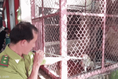 Kiểm lâm "thổi phi tiêu" thu phục đàn khỉ hung dữ ở TPHCM