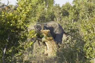 Gay cấn cuộc chiến sống còn giữa sư tử và voi