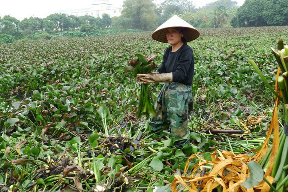 Người phụ nữ cặm cụi dưới ao bèo chiều cuối năm - 1 Người phụ nữ cặm cụi dưới ao bèo chiều cuối năm - 1