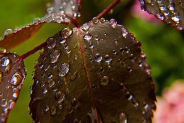 Nước mắt chảy xuôi