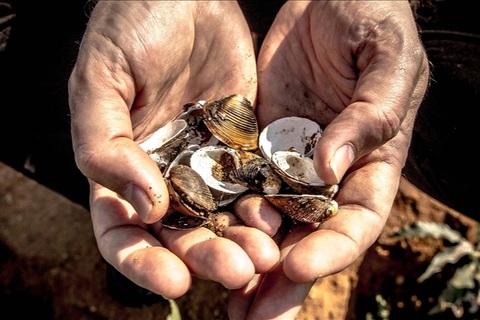 Thời xưa dùng vỏ sò thay tiền, vì sao người nghèo không đi nhặt làm giàu?
