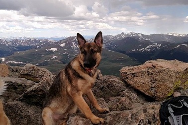 Chó cứu chủ khỏi chết vì sét đánh