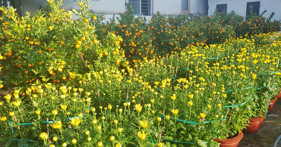 Ngàn hoa khoe sắc chờ đón Xuân - 3 Ngàn hoa khoe sắc chờ đón Xuân - 3