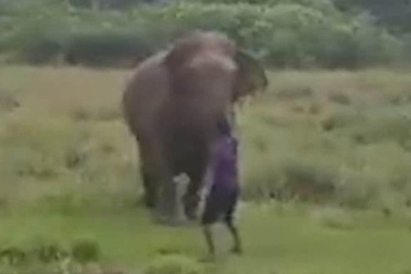 Người đàn ông gặp cái chết thảm khốc vì cố thôi miên voi