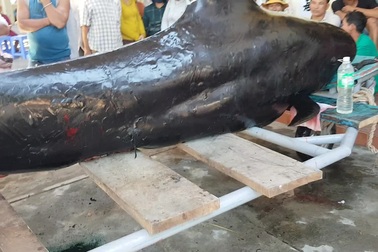 Cá voi dài 3,5m dạt vào bờ biển Nha Trang