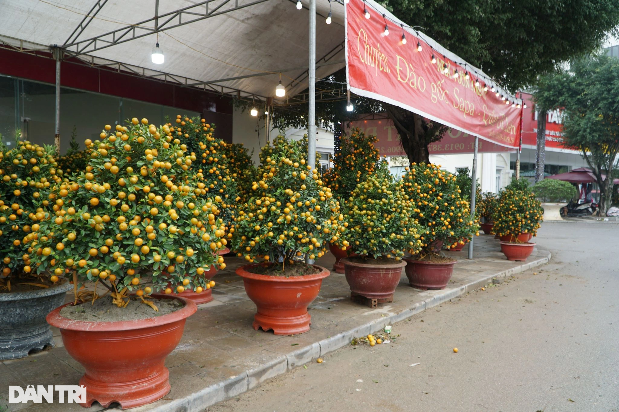 Vendiendo plantas ornamentales para el Tet, algunos pierden 500 millones de dongs, otros talan los árboles - 1 Buôn cây cảnh Tết, người lỗ nửa tỷ đồng, người chặt bỏ cây - 1