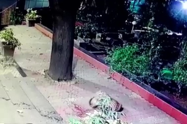 Báo hoa mai "tàng hình" cắn cổ chó đi lạc