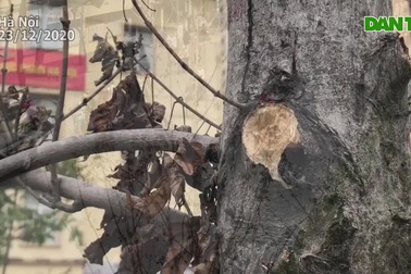 Hàng cây phong lá đỏ có biểu hiện chết khô trên phố Hà Nội