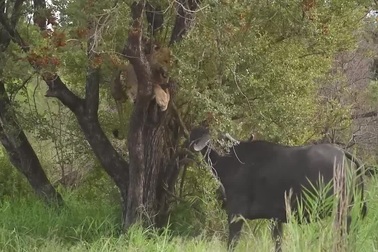 Sư tử đực rơi vào cảnh "éo le" sau màn đụng độ với trâu rừng
