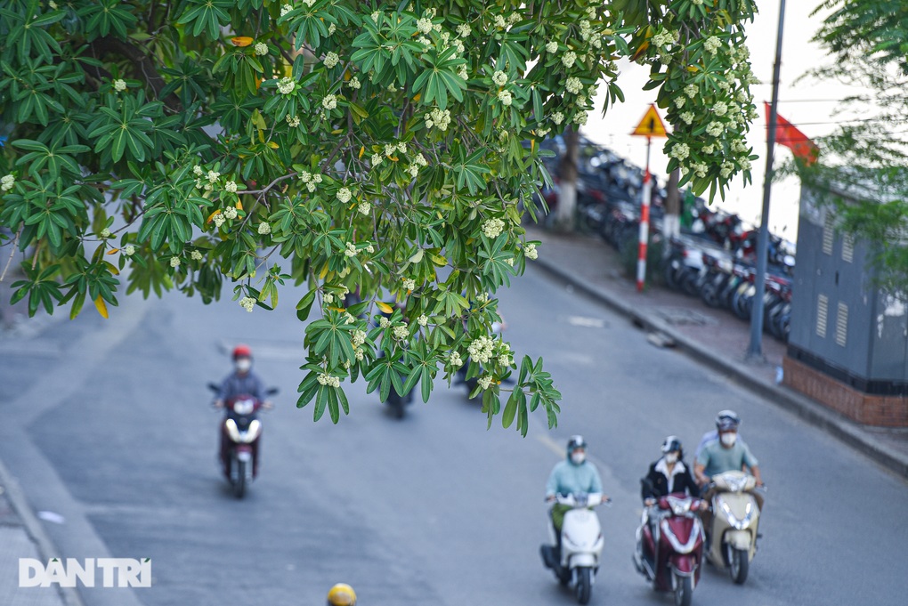 Phố phường Hà Nội nồng nàn mùa hoa sữa - 11 Phố phường Hà Nội nồng nàn mùa hoa sữa - 11
