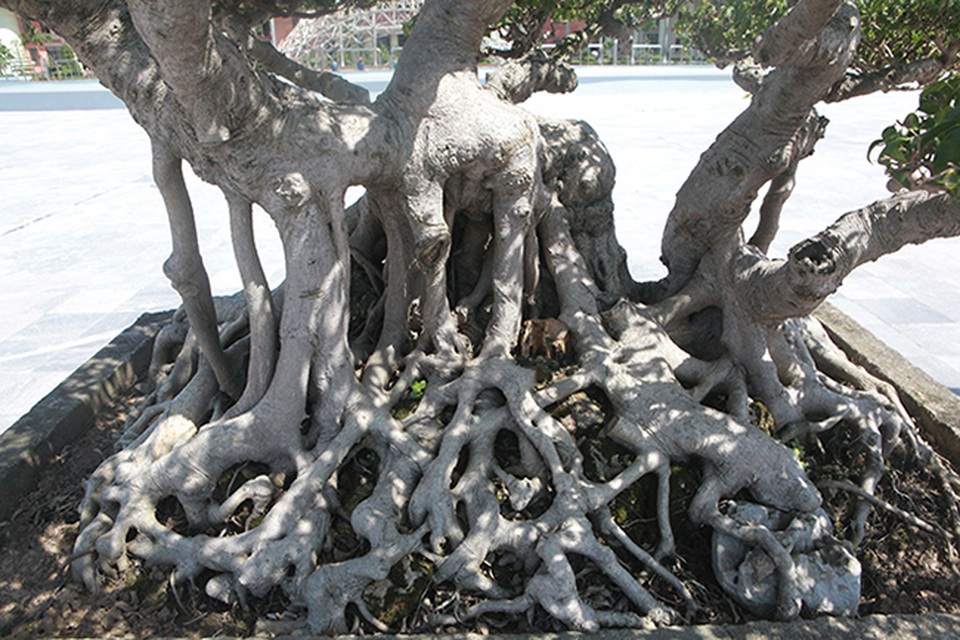 Sanh cổ của đại gia Bắc Ninh, 30 năm trước mua 7 triệu đồng, giờ lên 10 tỷ đồng - 7 Sanh cổ của đại gia Bắc Ninh, 30 năm trước mua 7 triệu đồng, giờ lên 10 tỷ đồng - 7