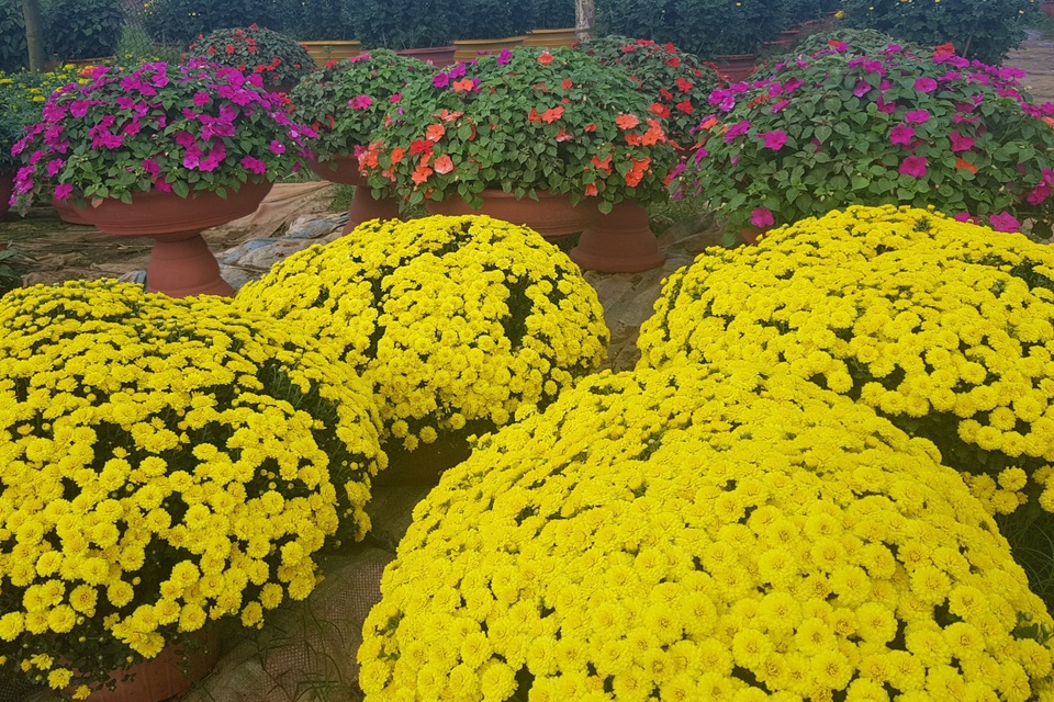 Làng hoa lớn nhất Quảng Trị rực rỡ đón Xuân - 7 Làng hoa lớn nhất Quảng Trị rực rỡ đón Xuân - 7
