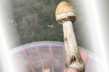 Sau bữa cơm với nấm xào, 3 mẹ con phải nhập viện cấp cứu