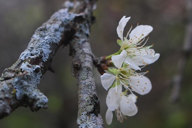 Mê "nàng thơ" núi rừng, đại gia "chịu chơi" bỏ 40 triệu đồng rước cành mận cổ về chơi Tết