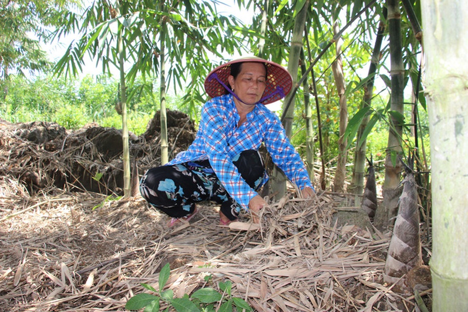 Thu lãi trăm triệu đồng nhờ trồng loại cây bán không bỏ thứ gì - 2 Thu lãi trăm triệu đồng nhờ trồng loại cây bán không bỏ thứ gì - 2