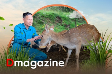 Làm giàu từ mô hình nuôi hươu sao