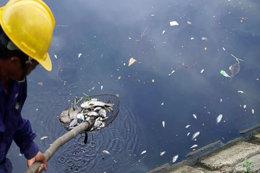 Đà Nẵng: Cá chết nổi đầy sông Phú Lộc do… thiếu oxy