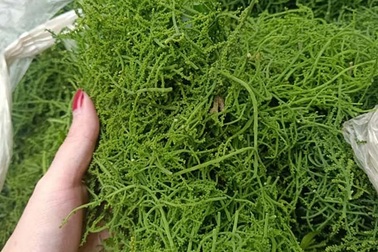 Món rau lạ trên rừng về Hà Nội, 200.000 đồng/kg vẫn "cháy hàng"