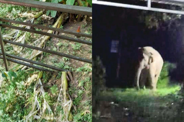 Voi rừng đi tìm thức ăn ở gần điểm du lịch