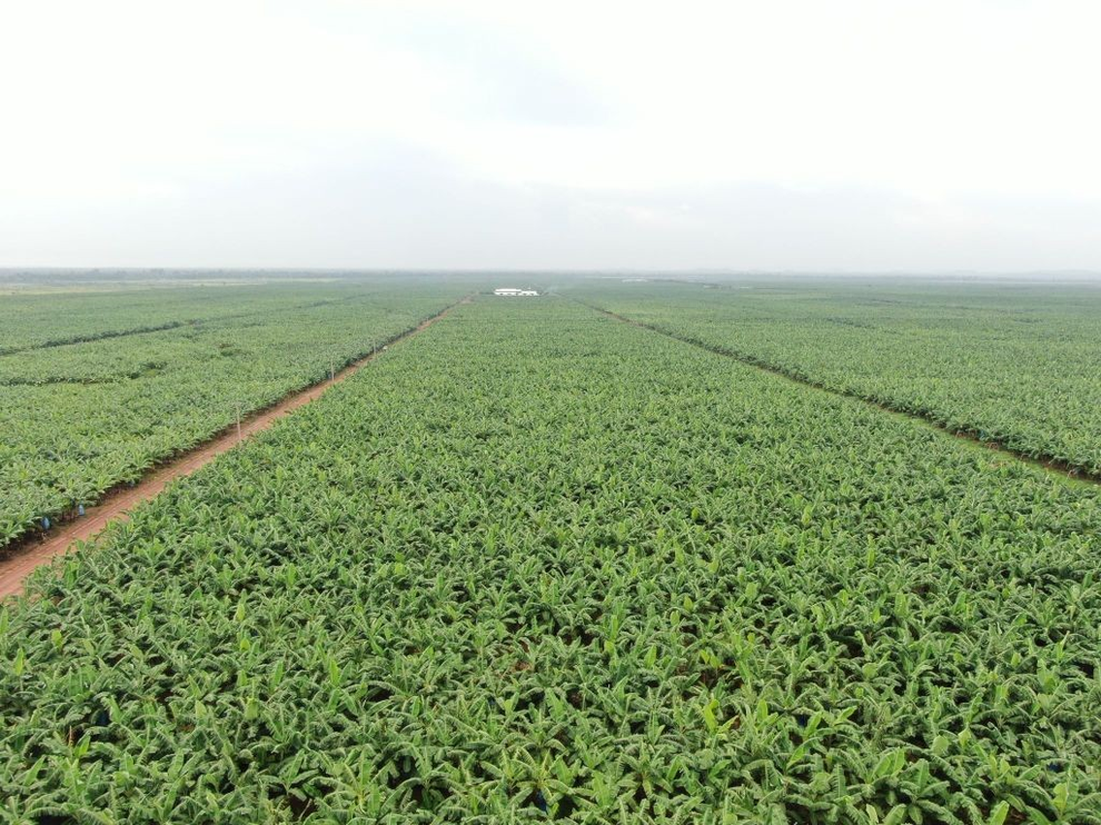 THACO kiến tạo giá trị thật, hướng tới phát triển bền vững - 1