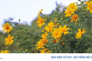 Dã Quỳ nhuộm vàng đất trời Tây Bắc