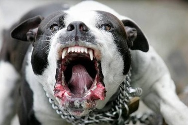 Hàm răng chó Pitbull khỏe cỡ nào mà cắn chết người "như bỡn"?