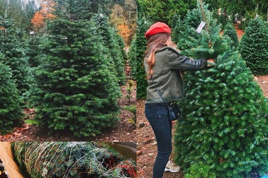 Người Việt chi bạc triệu mua cây thông nhập khẩu chơi Giáng sinh