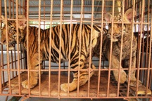 Lại phát hiện người dân nuôi nhốt hổ trái phép