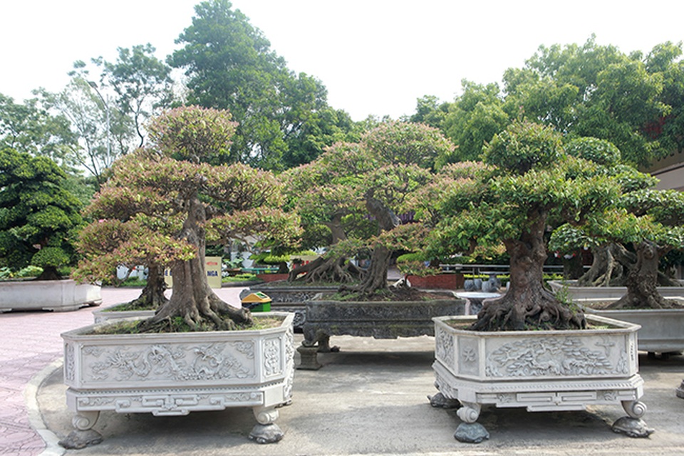 Đại gia Thái Nguyên dốc tiền khủng chơi dàn bonsai khế, coi như báu vật trong nhà - 7 Đại gia Thái Nguyên dốc tiền khủng chơi dàn bonsai khế, coi như báu vật trong nhà - 7