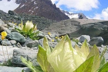 Cận cảnh bông hoa không dưới 5 triệu đồng đang được dân chơi Việt săn lùng