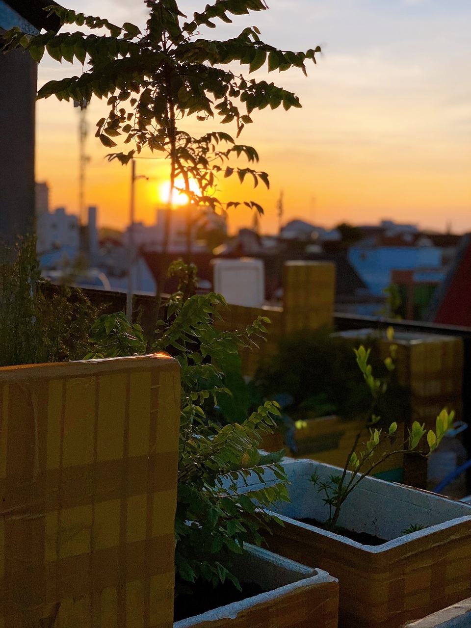 Mẹ đảm ở Đắk Lắk biến sân thượng thành studio nông trại đẹp mê - 9 Mẹ đảm ở Đắk Lắk biến sân thượng thành studio nông trại đẹp mê - 9