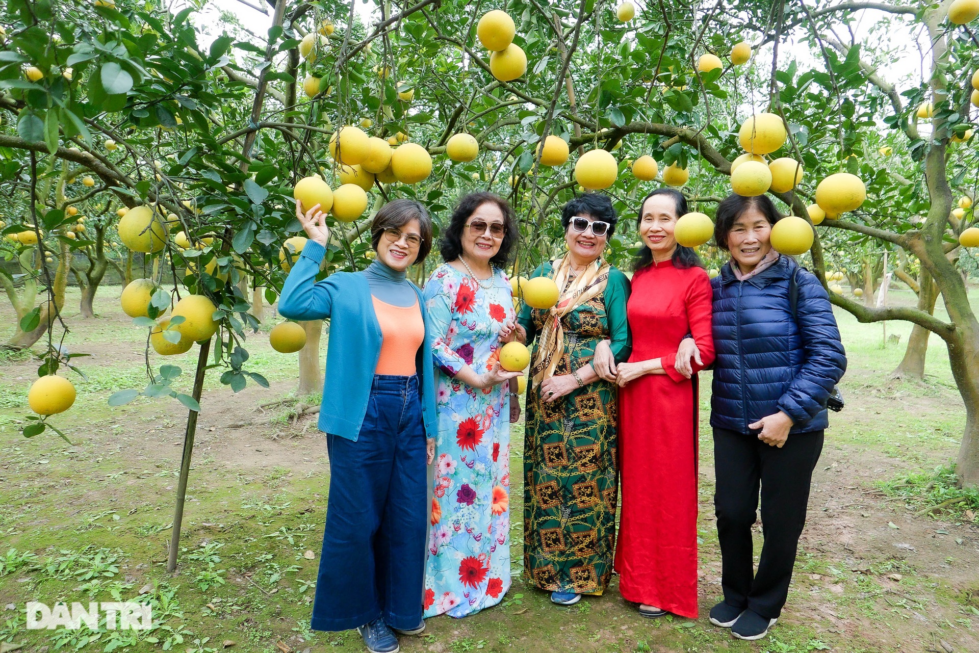 Hà Nội: Vườn bưởi Diễn hàng vạn quả vàng rực hút khách check-in - 4 Hà Nội: Vườn bưởi Diễn hàng vạn quả vàng rực hút khách check-in - 4