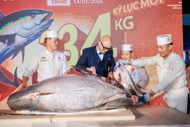 Phan Đinh Tùng trải nghiệm xẻ cá ngừ 234kg tại Hatoyama