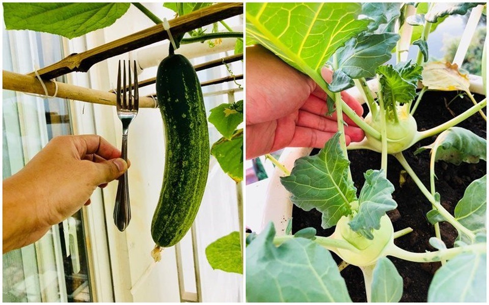 Vườn rau, trái cây xanh mướt mát của gia đình Hải Băng - Thành Đạt - 14 Vườn rau, trái cây xanh mướt mát của gia đình Hải Băng - Thành Đạt - 14